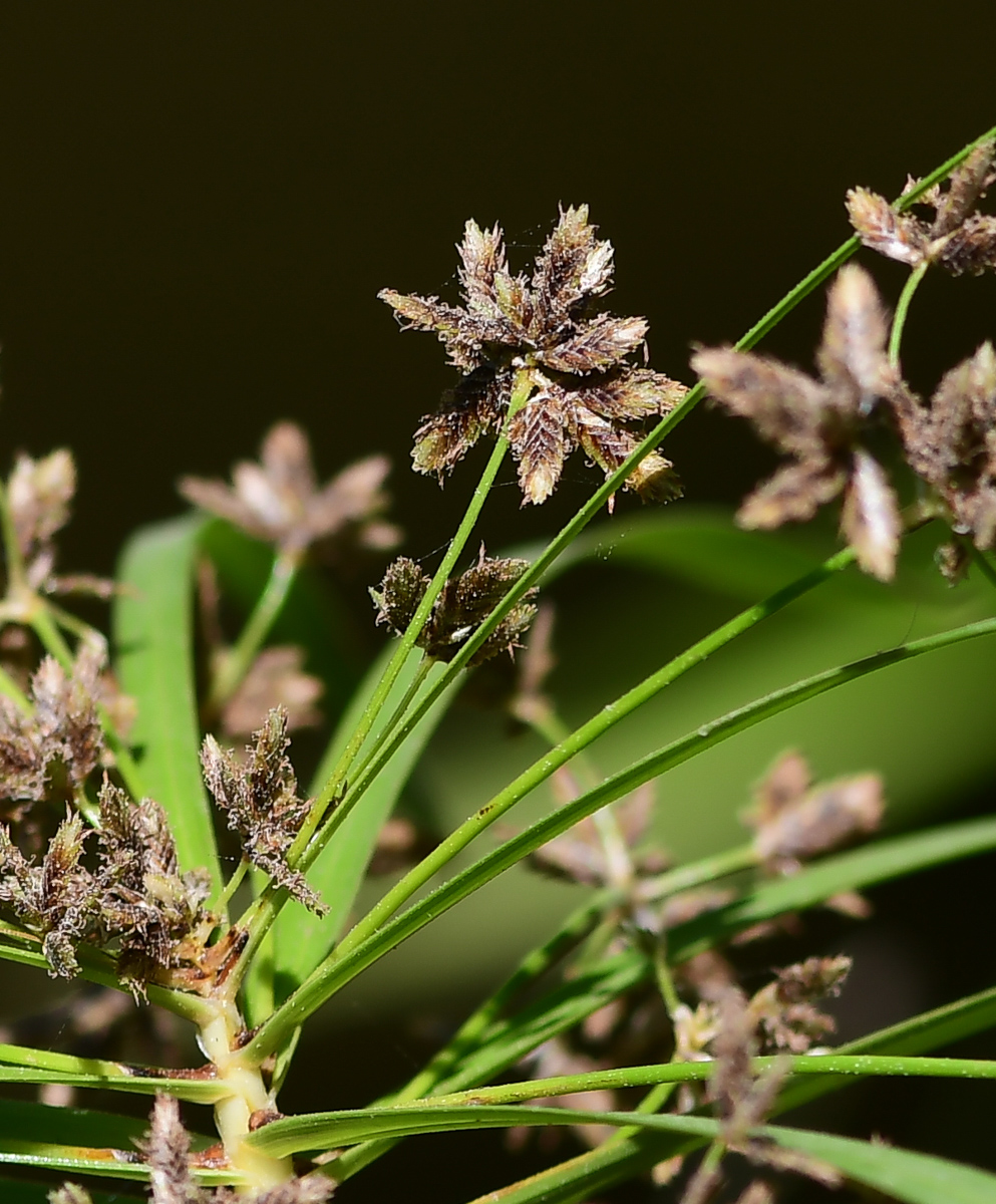 Изображение особи Cyperus involucratus.