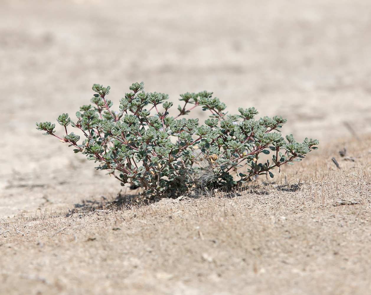 Image of Frankenia pulverulenta specimen.