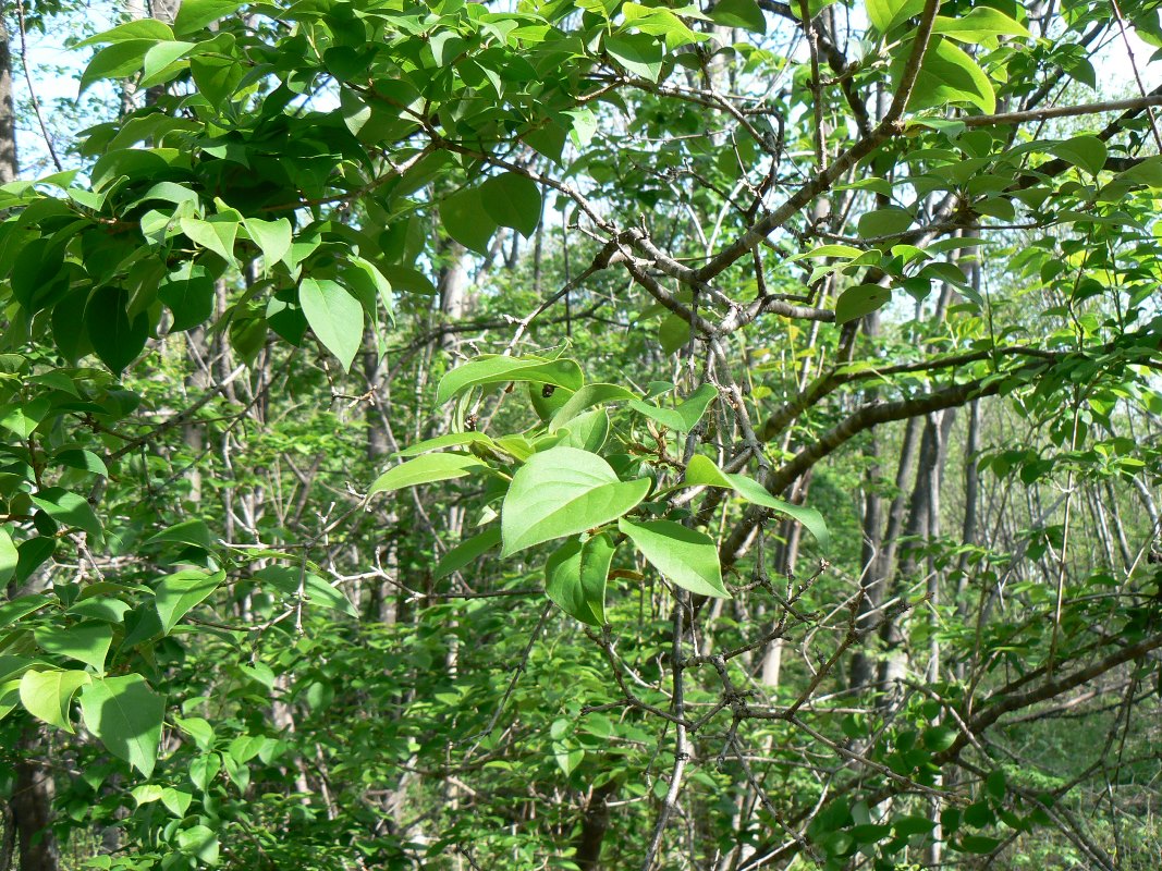 Изображение особи Syringa amurensis.