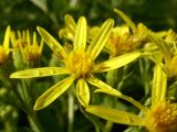 Senecio sarracenicus