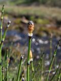 Equisetum variegatum. Верхушка побега со стробилом. Магаданская обл., Ольский р-н, побережье Охотского моря, Тауйская губа, руч. Наледный, на берегу. 29.06.2021.