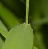 Image of taxon representative. Author is Татьяна Мальчинская