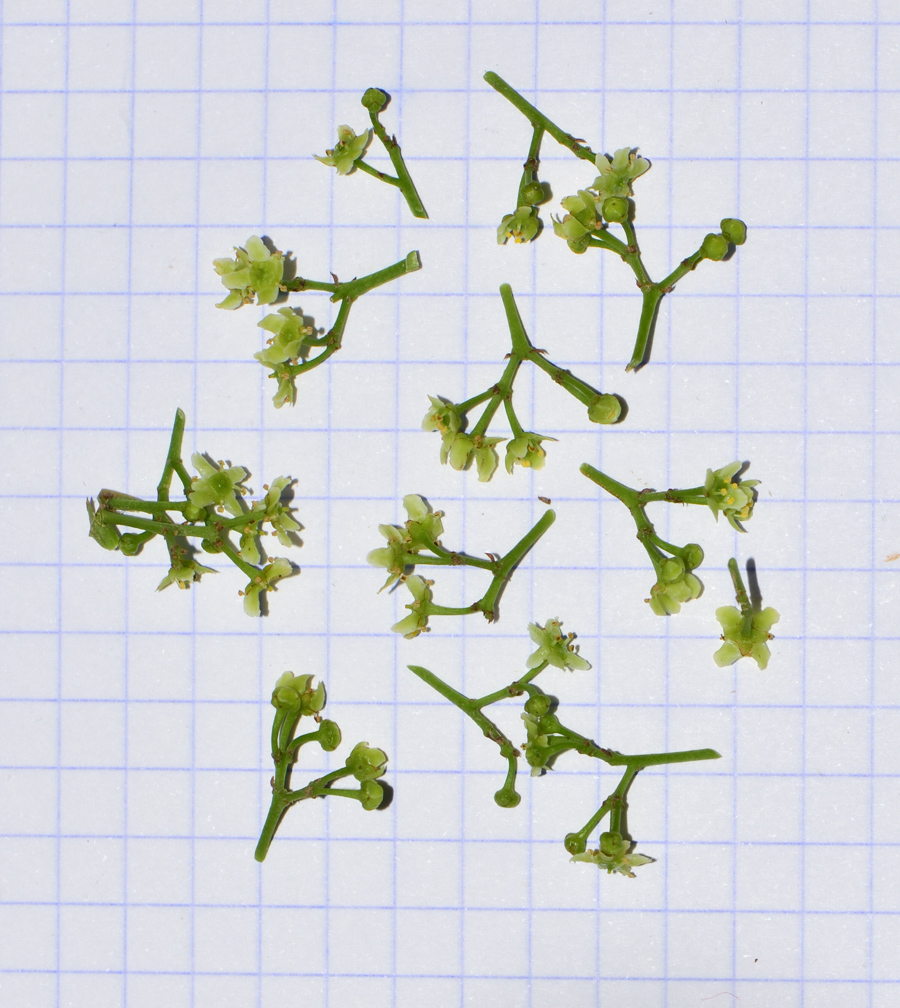 Image of genus Elaeodendron specimen.