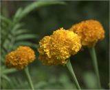 Tagetes erecta