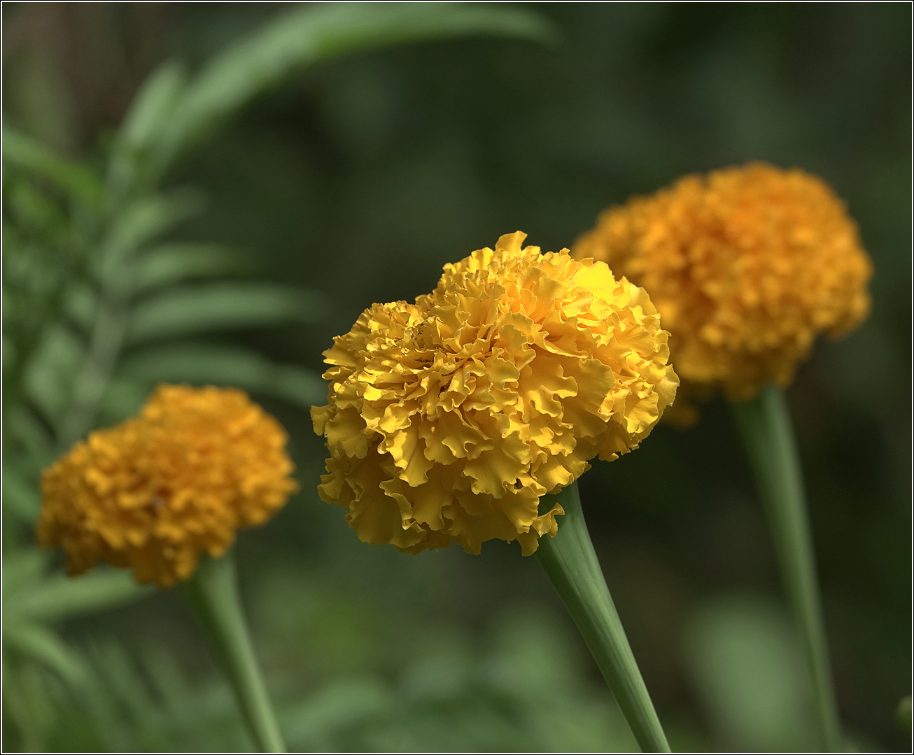 Изображение особи Tagetes erecta.