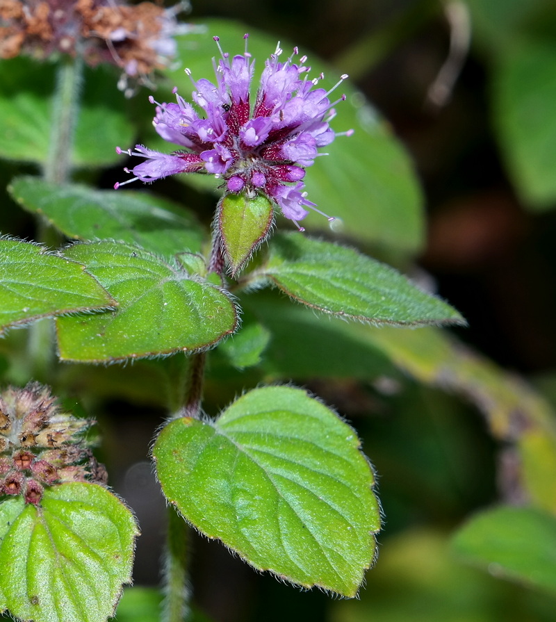 Image of Mentha aquatica specimen.