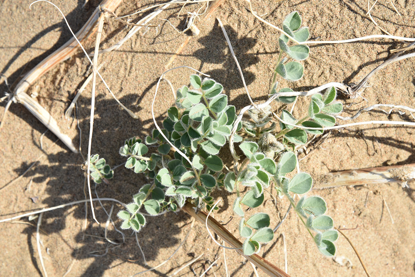 Изображение особи Astragalus flexus.