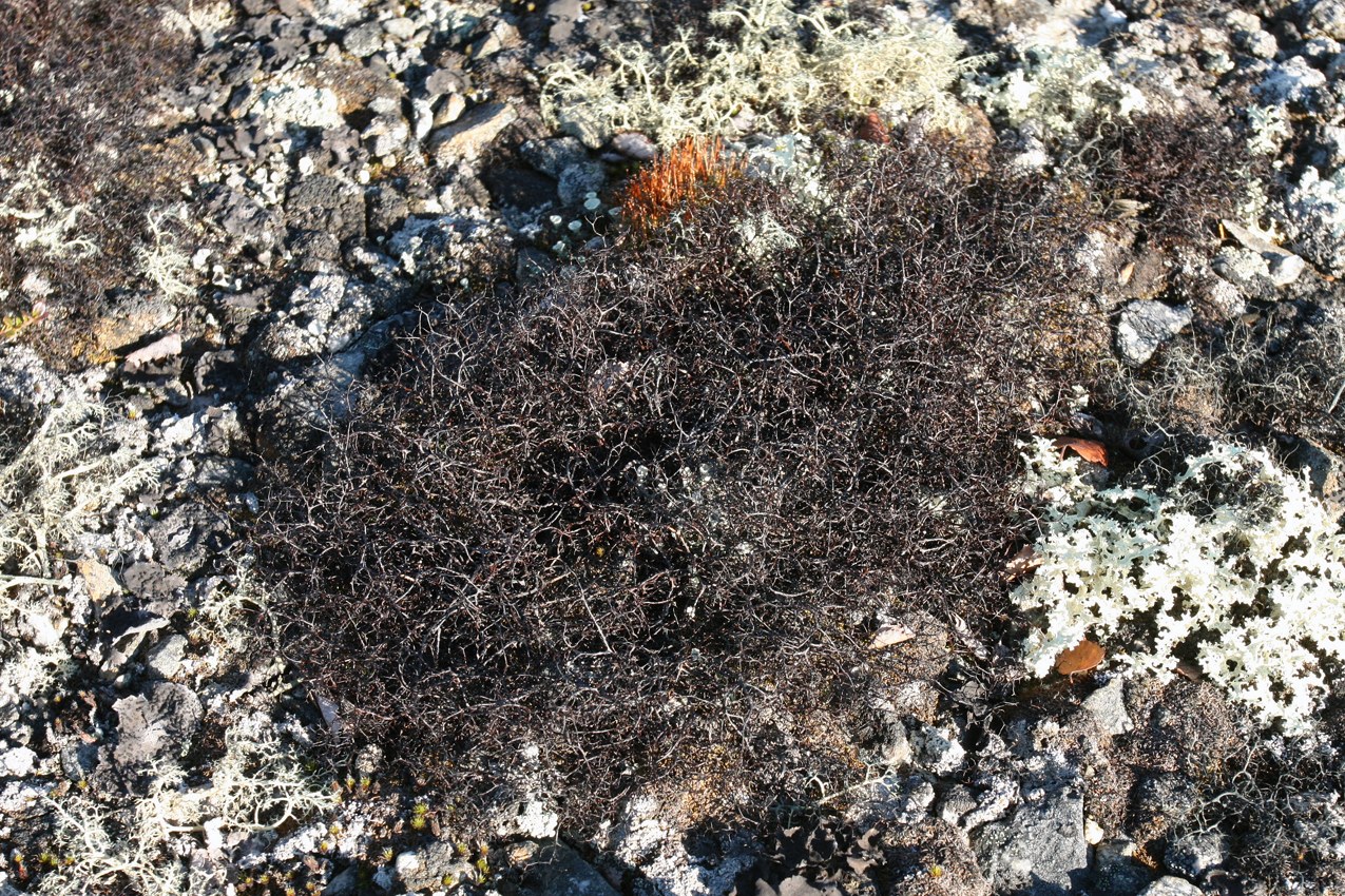 Image of Gowardia arctica specimen.