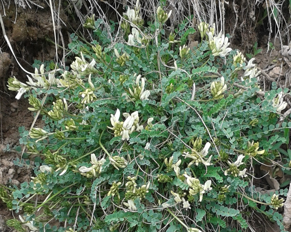 Image of Astragalus achundovii specimen.