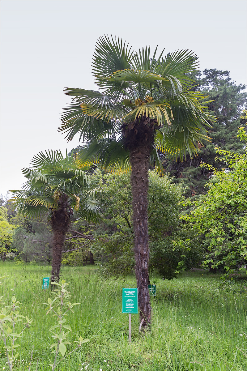 Image of Trachycarpus fortunei specimen.