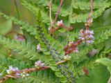 Cuscuta europaea