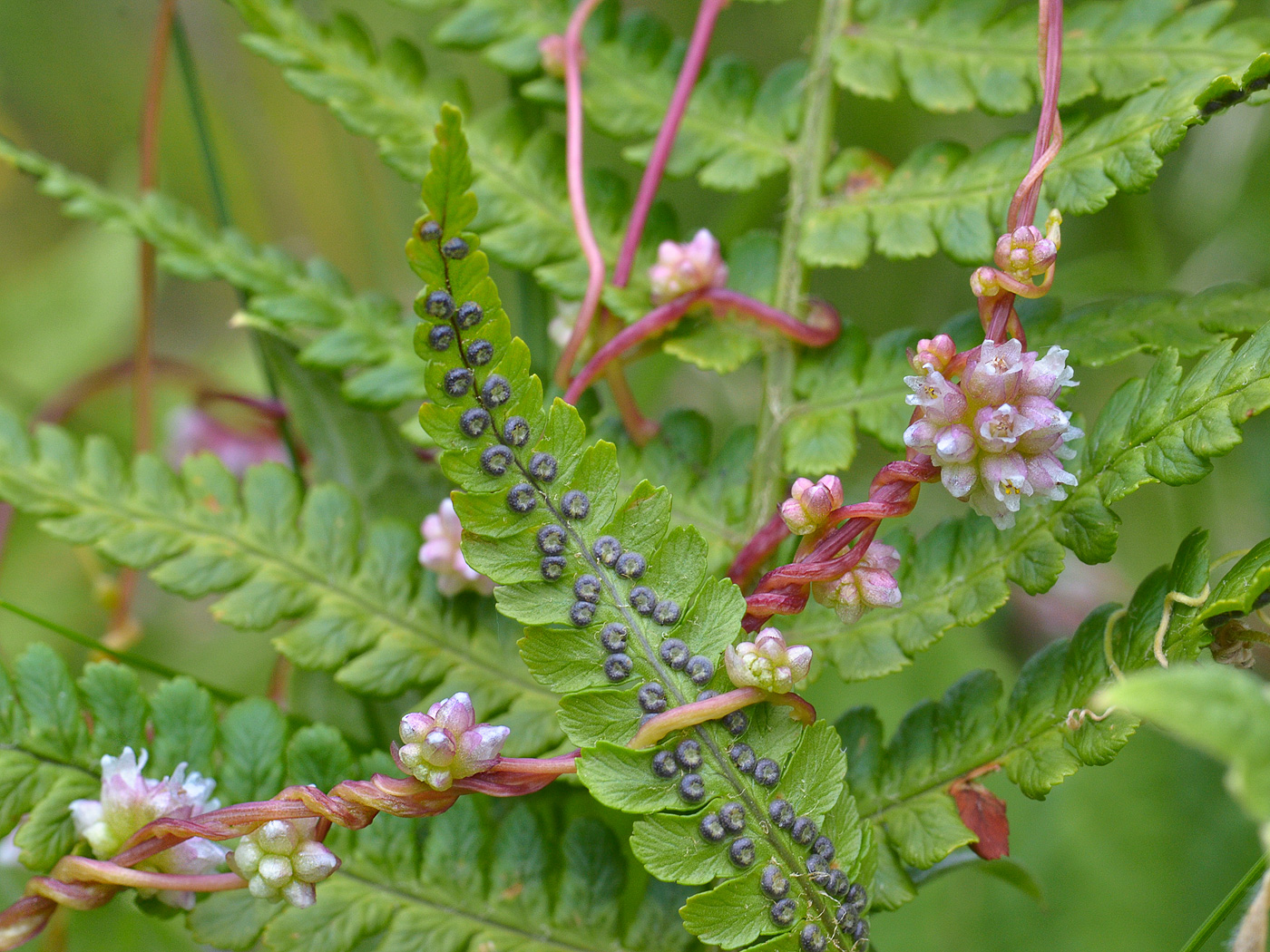 Image of Cuscuta europaea specimen.