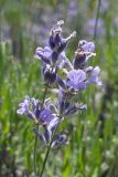 Lavandula angustifolia. Верхушки побегов с соцветиями. Крым, окр. с. Запрудное, р-н оз. Бирюзовое, разнотравная поляна в сосновом лесу. 14.07.2021.