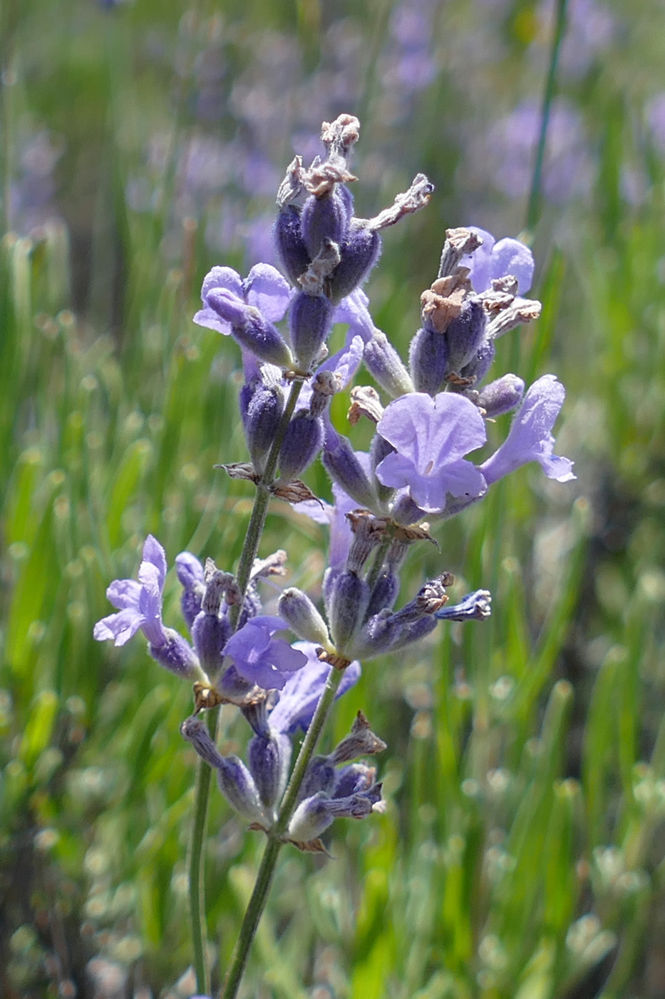 Image of Lavandula angustifolia specimen.