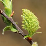 Salix bebbiana