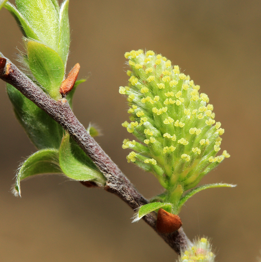 Image of Salix bebbiana specimen.