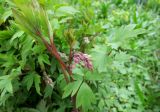 Dicentra spectabilis