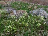 Saxifraga bronchialis