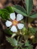 Potentilla micrantha