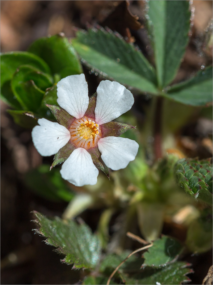 Image of Potentilla micrantha specimen.