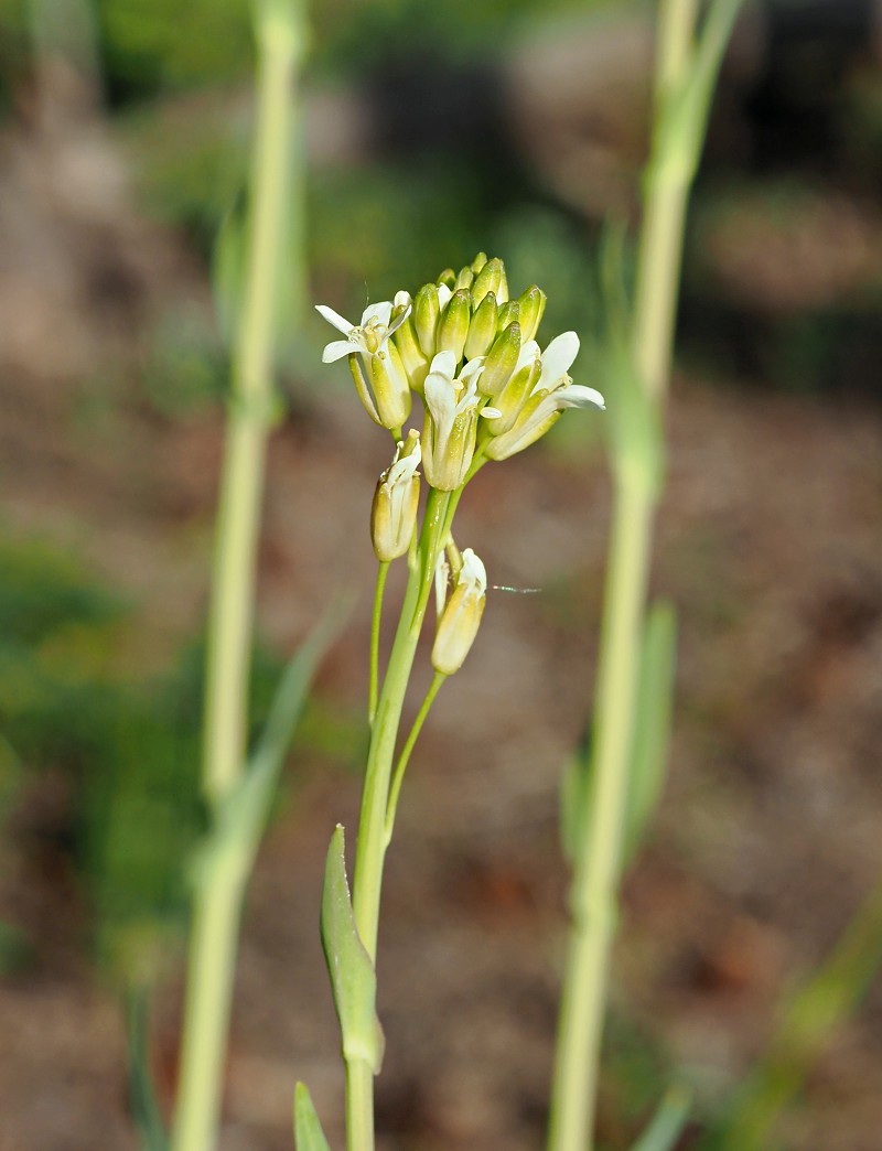 Image of Turritis glabra specimen.