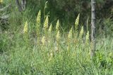 Reseda lutea