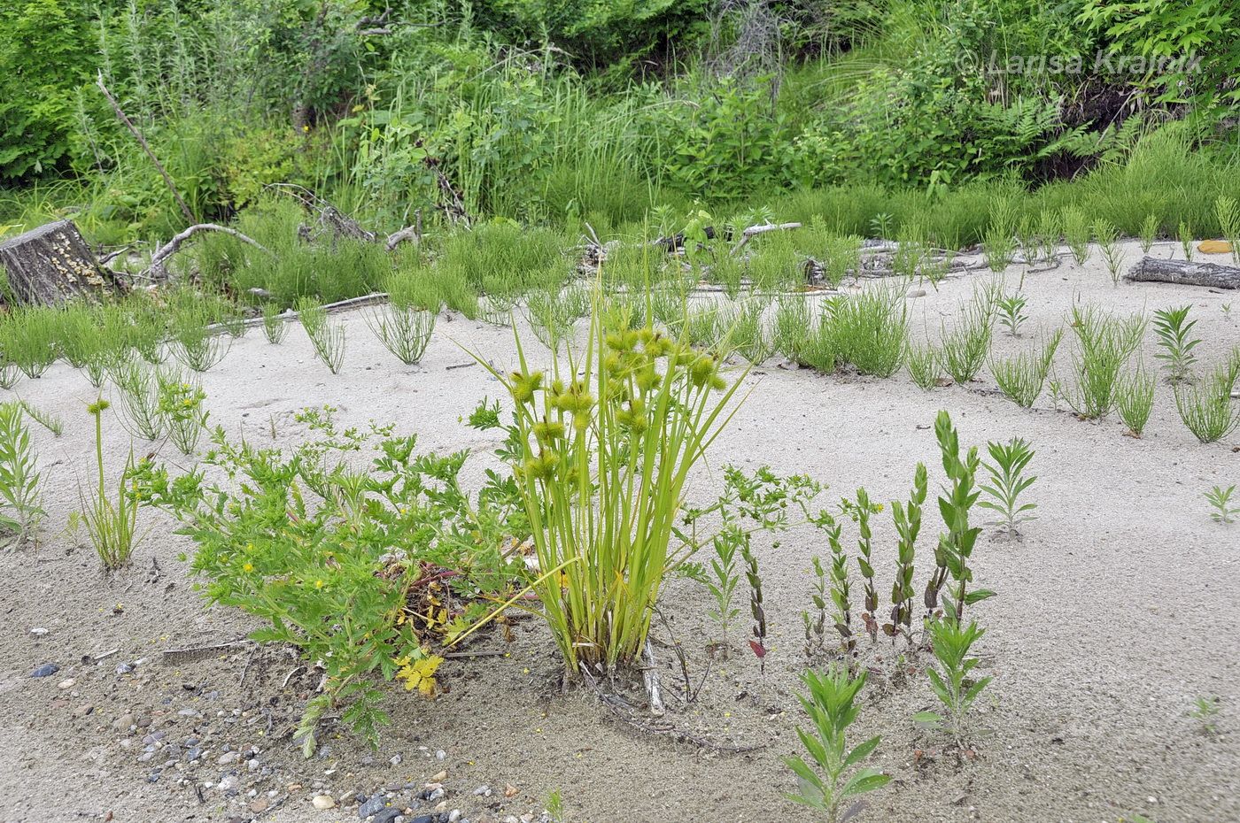 Image of Carex capricornis specimen.