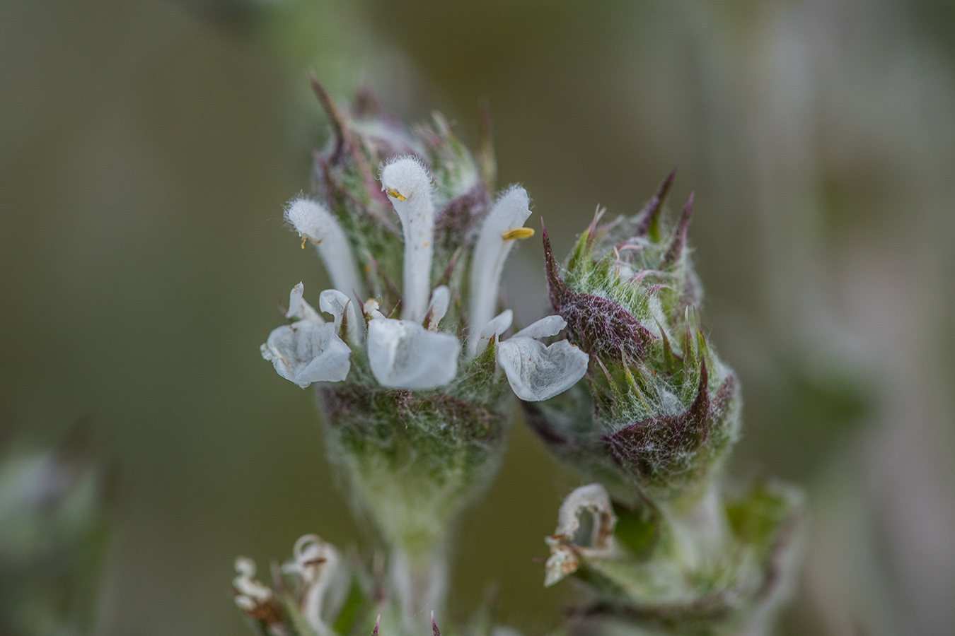 Изображение особи Salvia aethiopis.