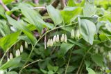 Polygonatum glaberrimum