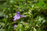 Drymosiphon grandiflorus