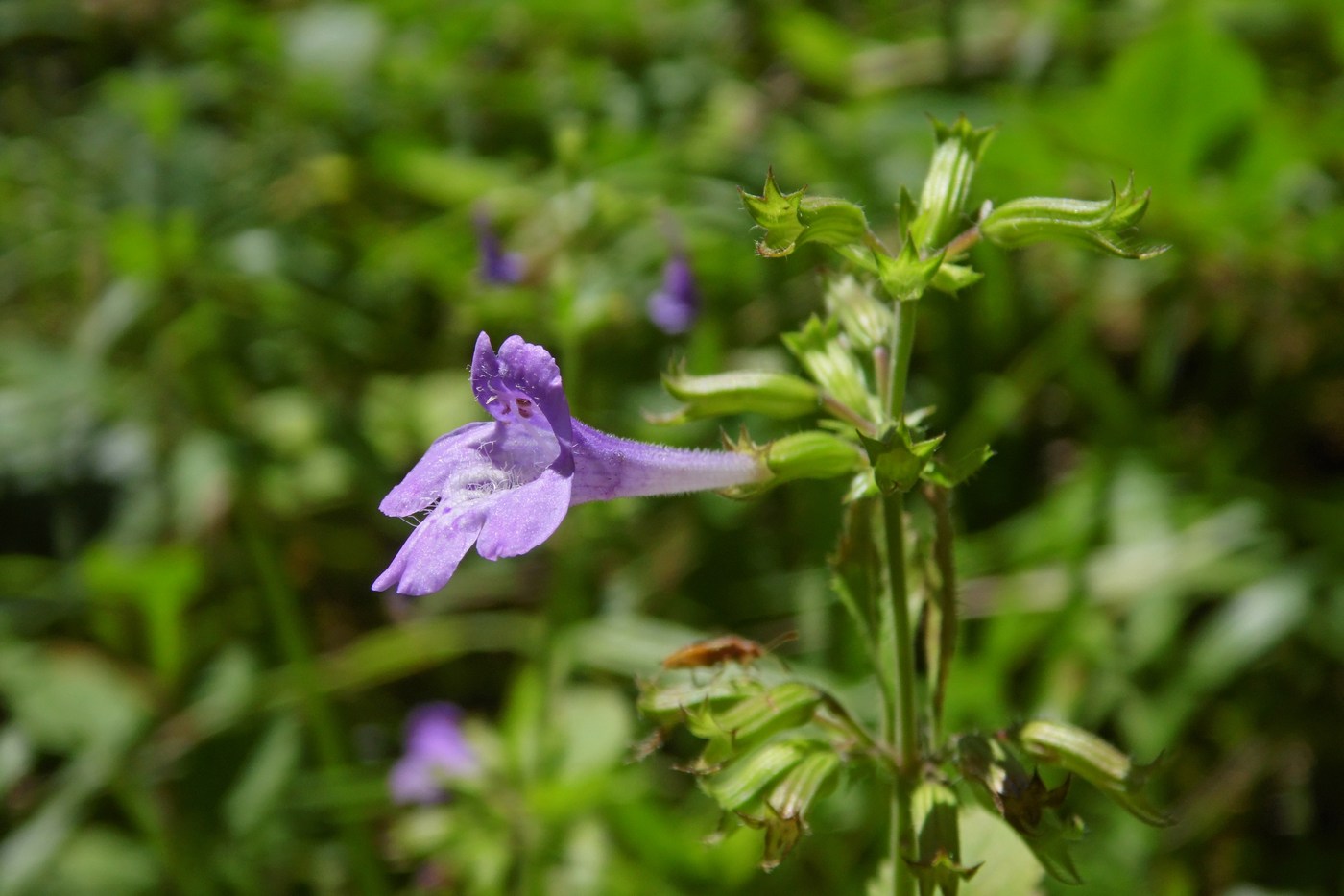 Image of Drymosiphon grandiflorus specimen.