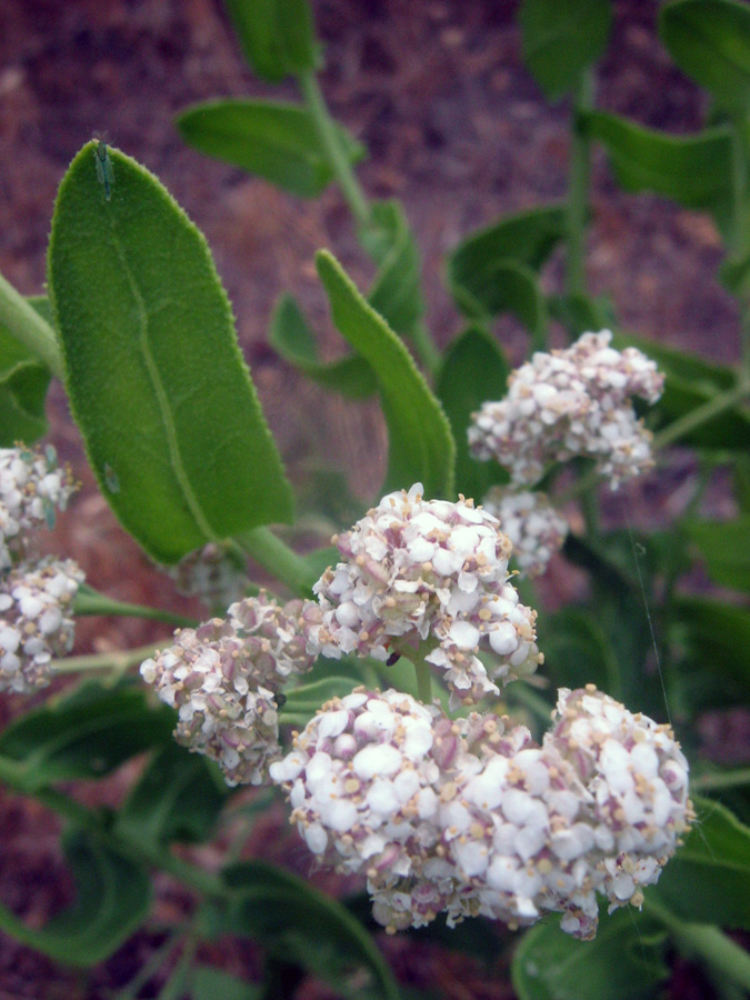 Image of Lepidium amplexicaule specimen.
