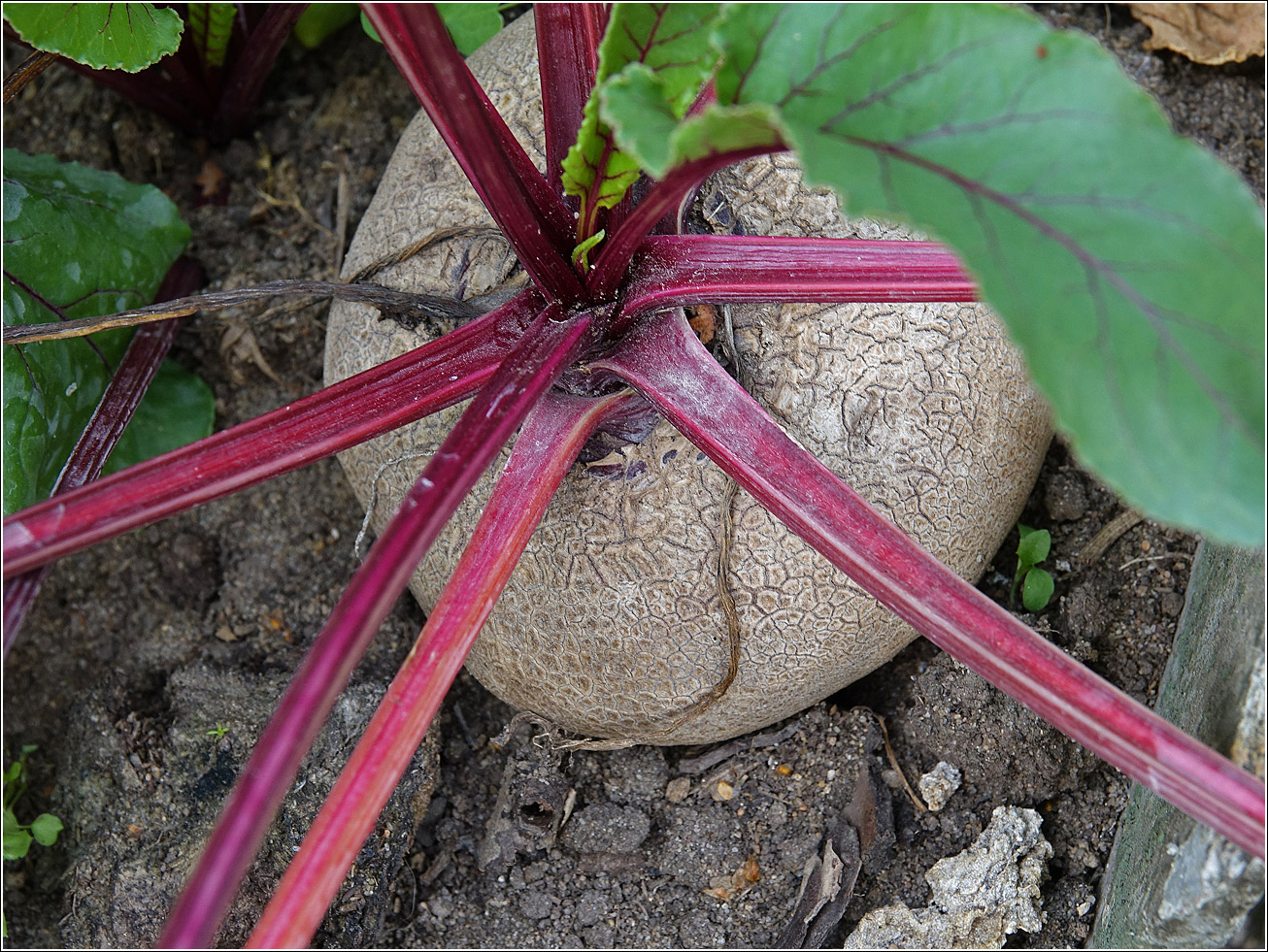 Image of Beta vulgaris specimen.