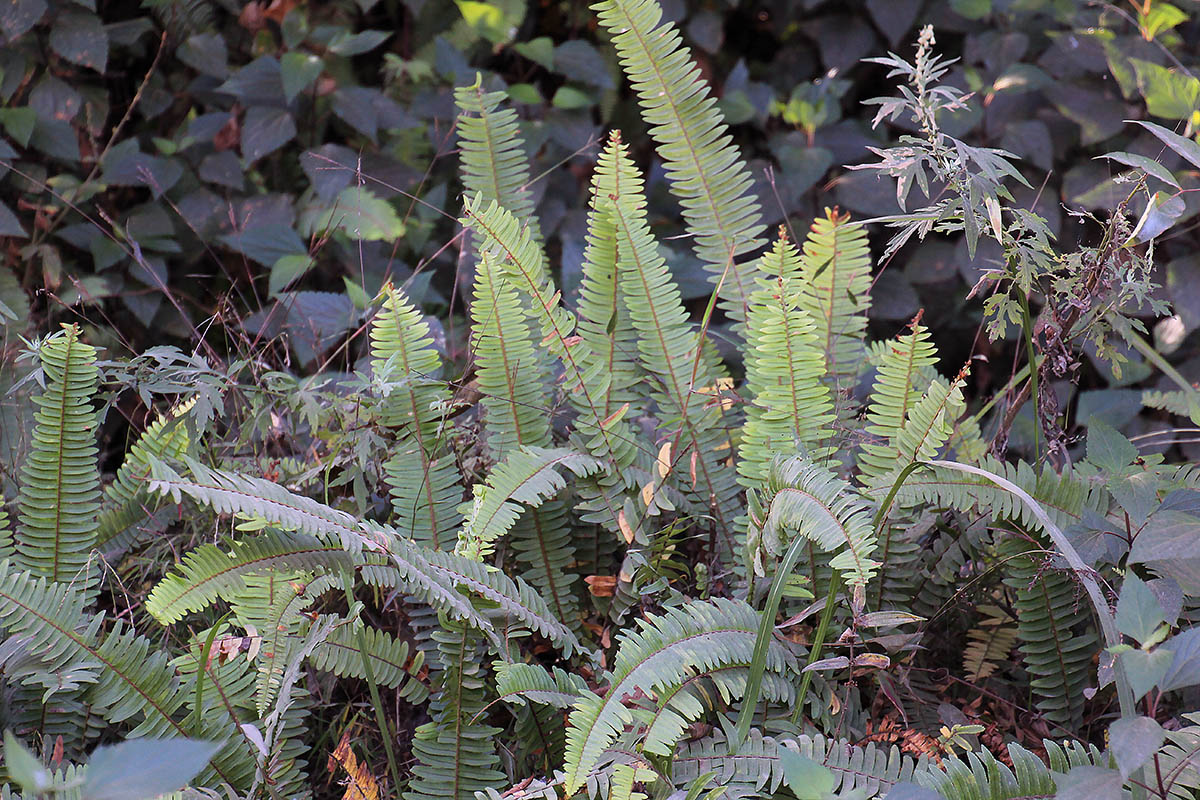 Изображение особи род Nephrolepis.