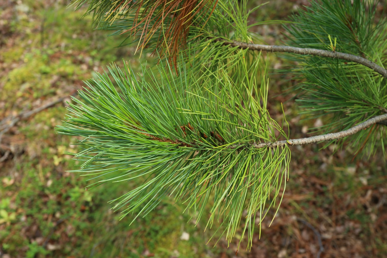 Image of Pinus sibirica specimen.