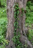 Hedera pastuchovii