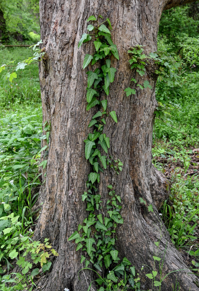 Изображение особи Hedera pastuchovii.