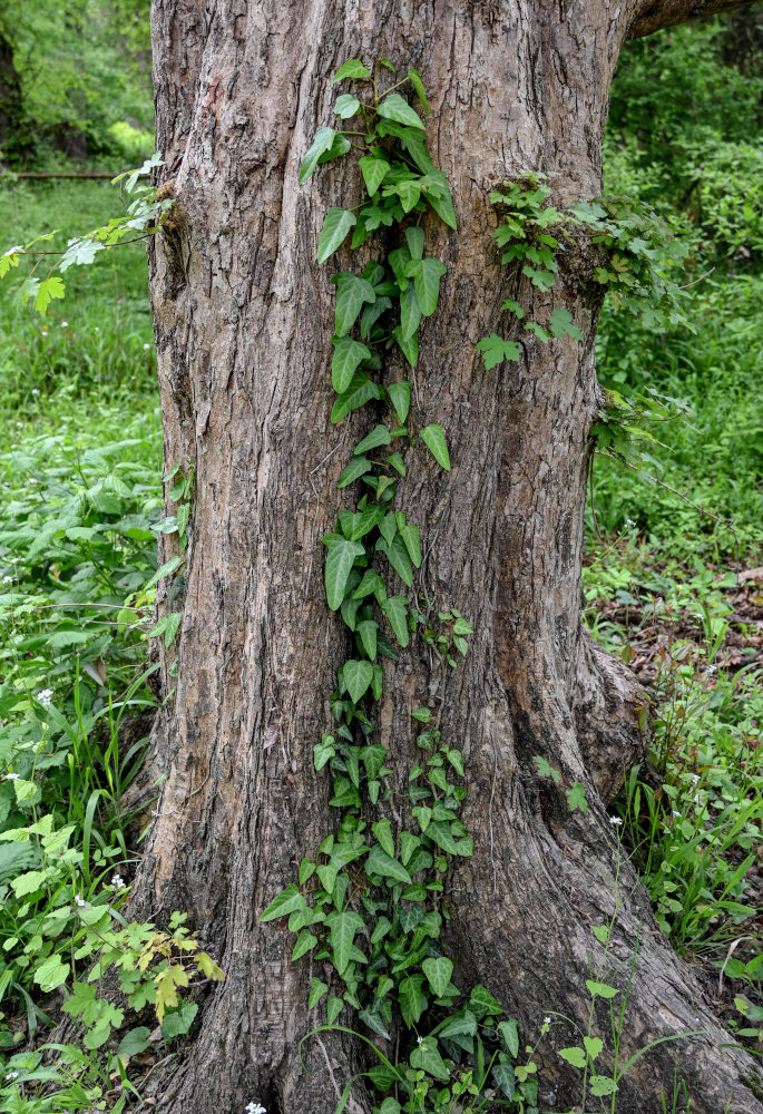 Image of Hedera pastuchovii specimen.