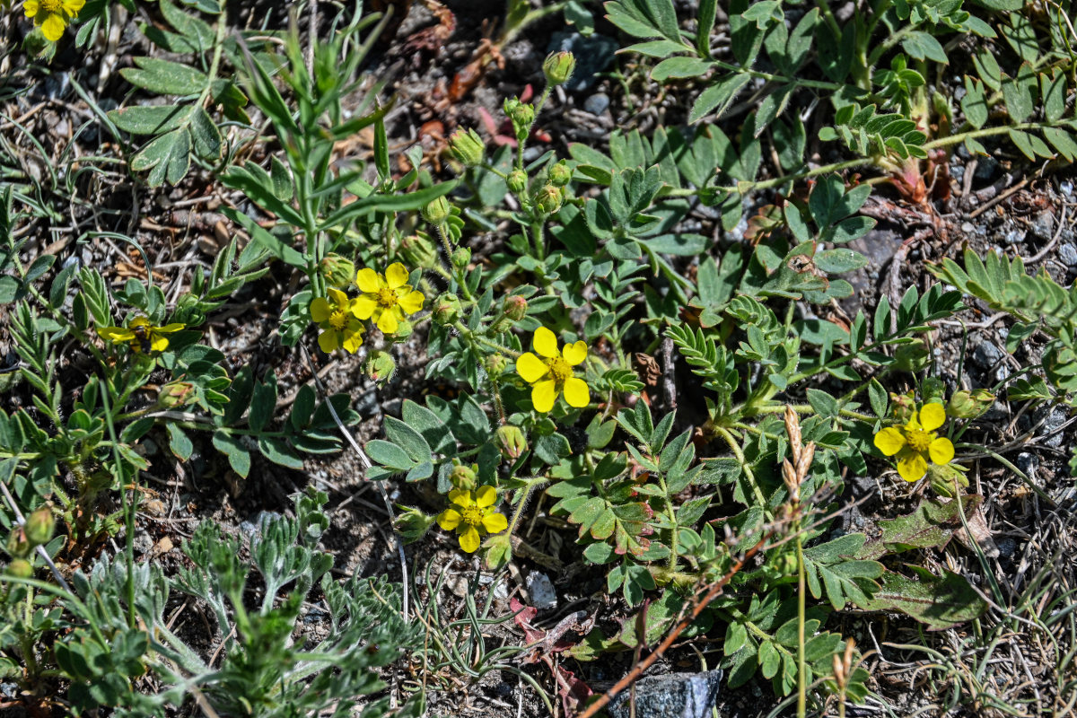 Изображение особи Potentilla bifurca.