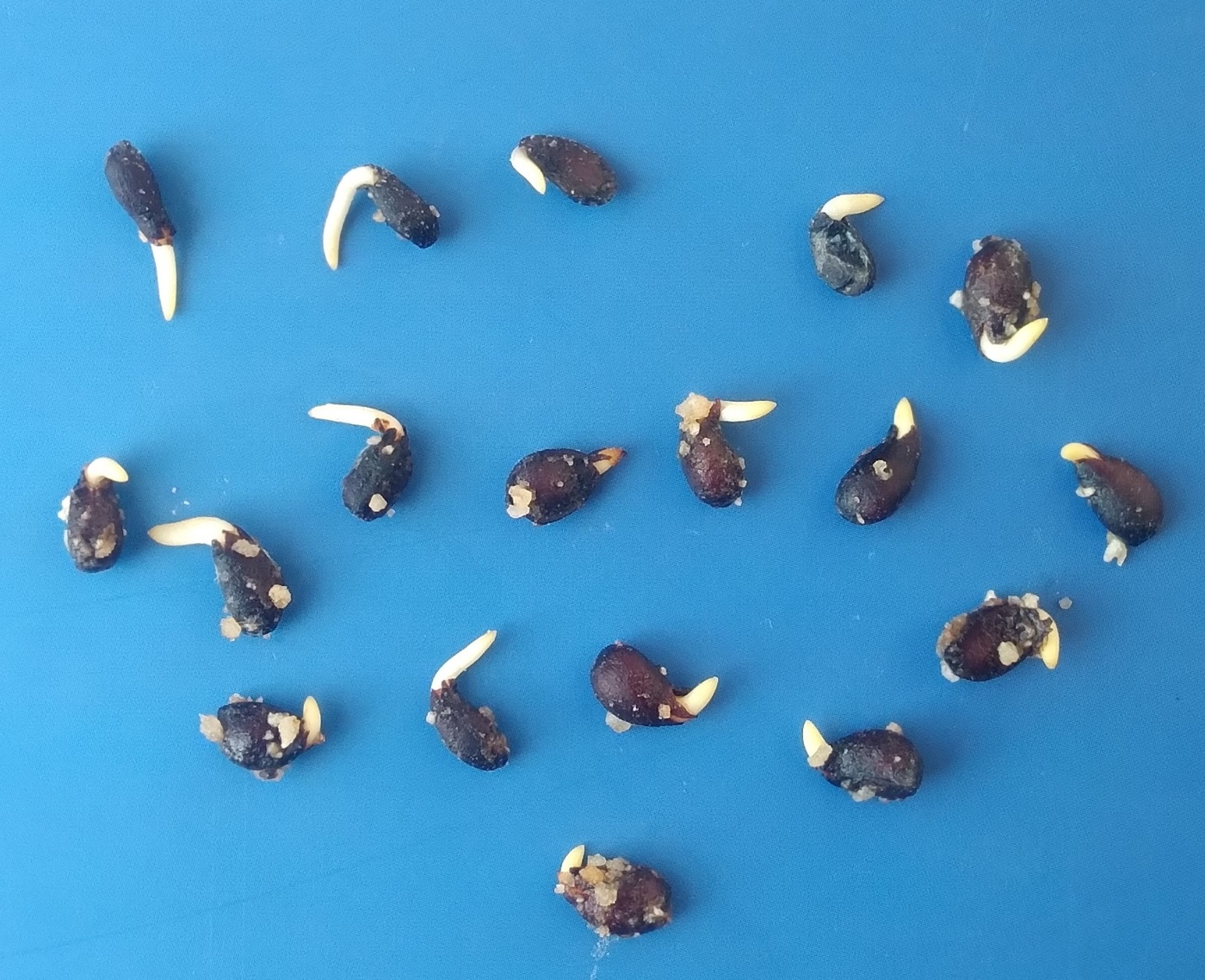 Изображение особи Sorbus persica.
