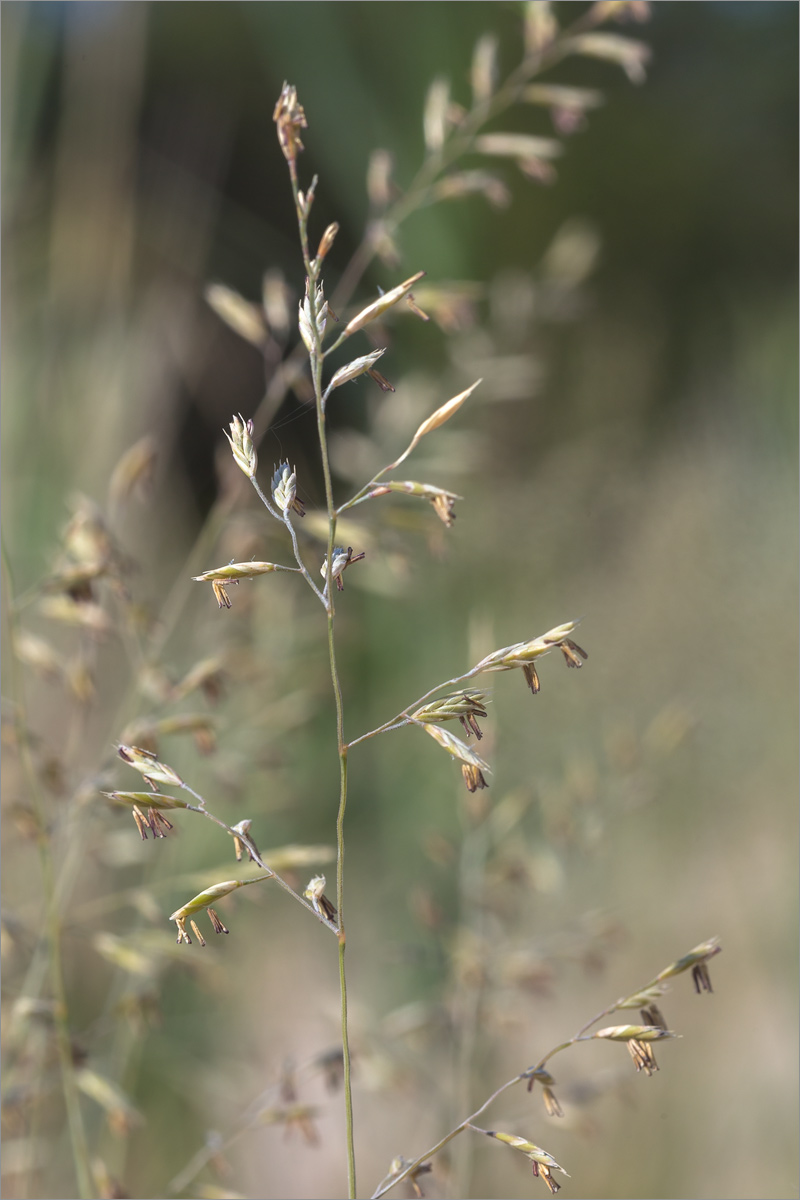 Изображение особи род Festuca.