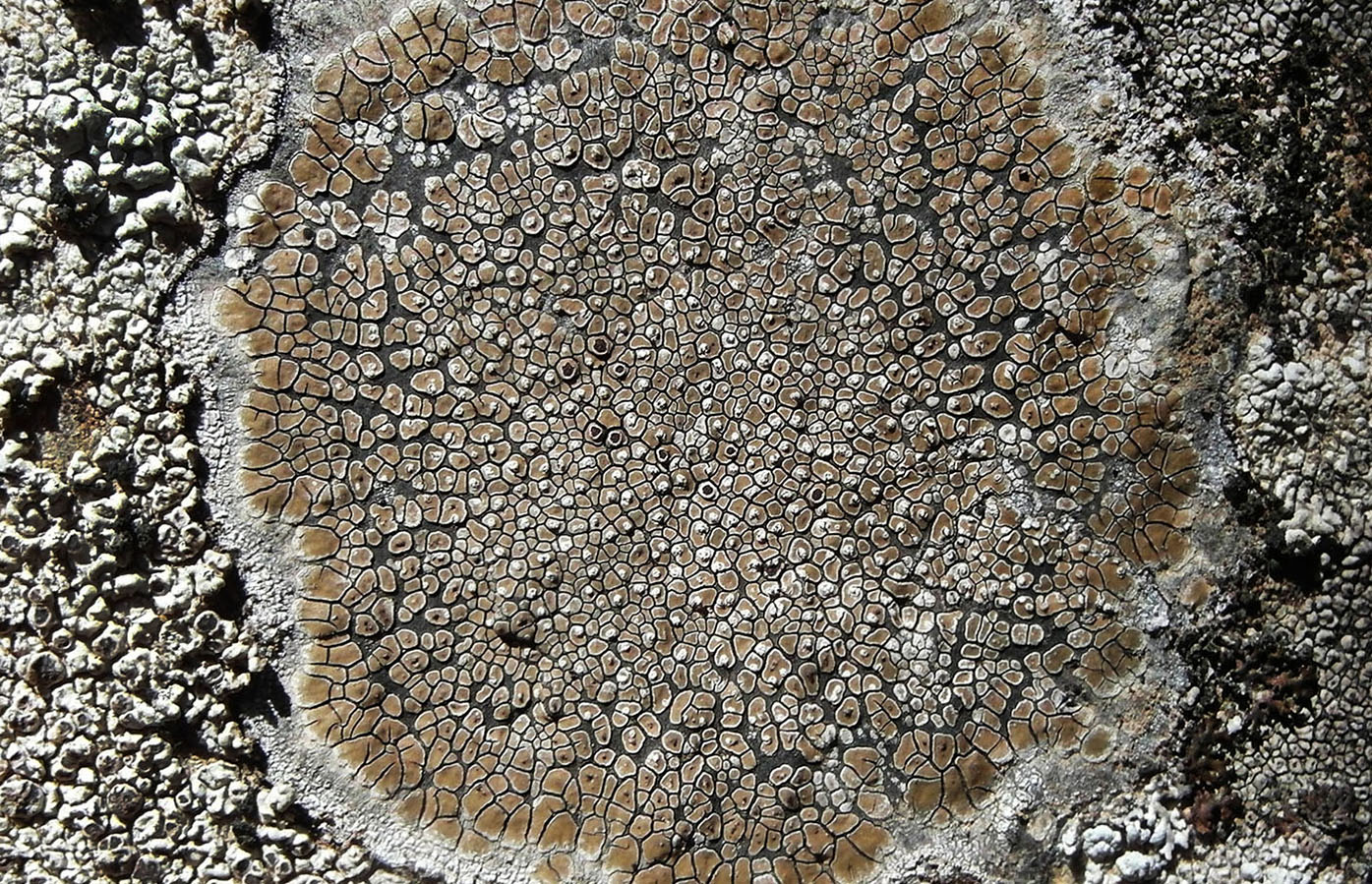 Image of Immersaria cupreoatra specimen.