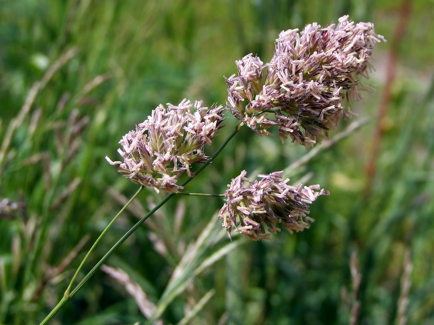 Image of Dactylis glomerata specimen.