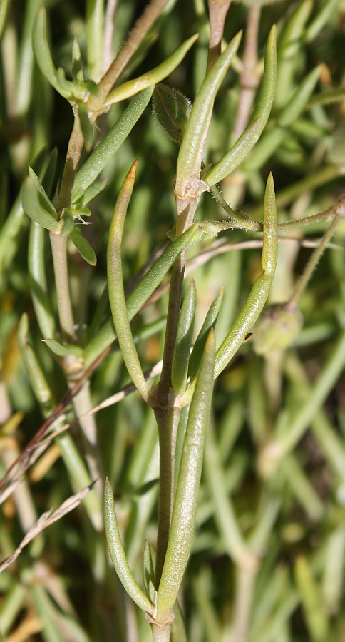 Image of Spergularia media specimen.