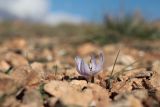 Colchicum triphyllum