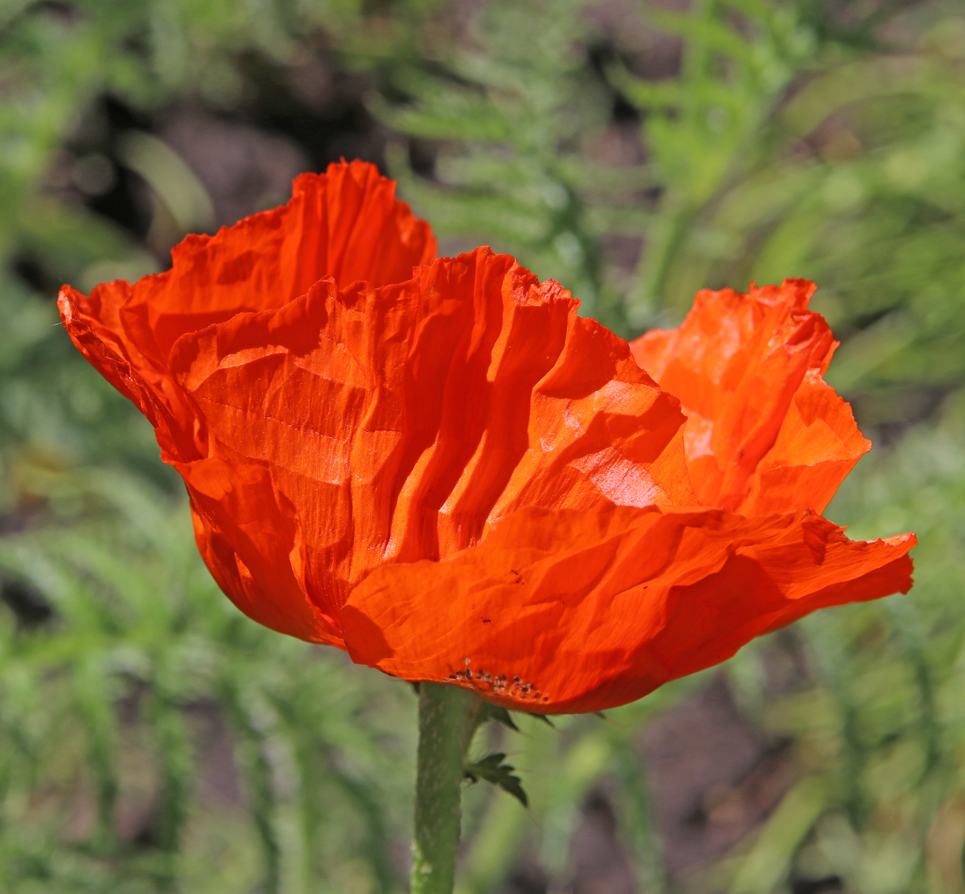 Image of Papaver setiferum specimen.