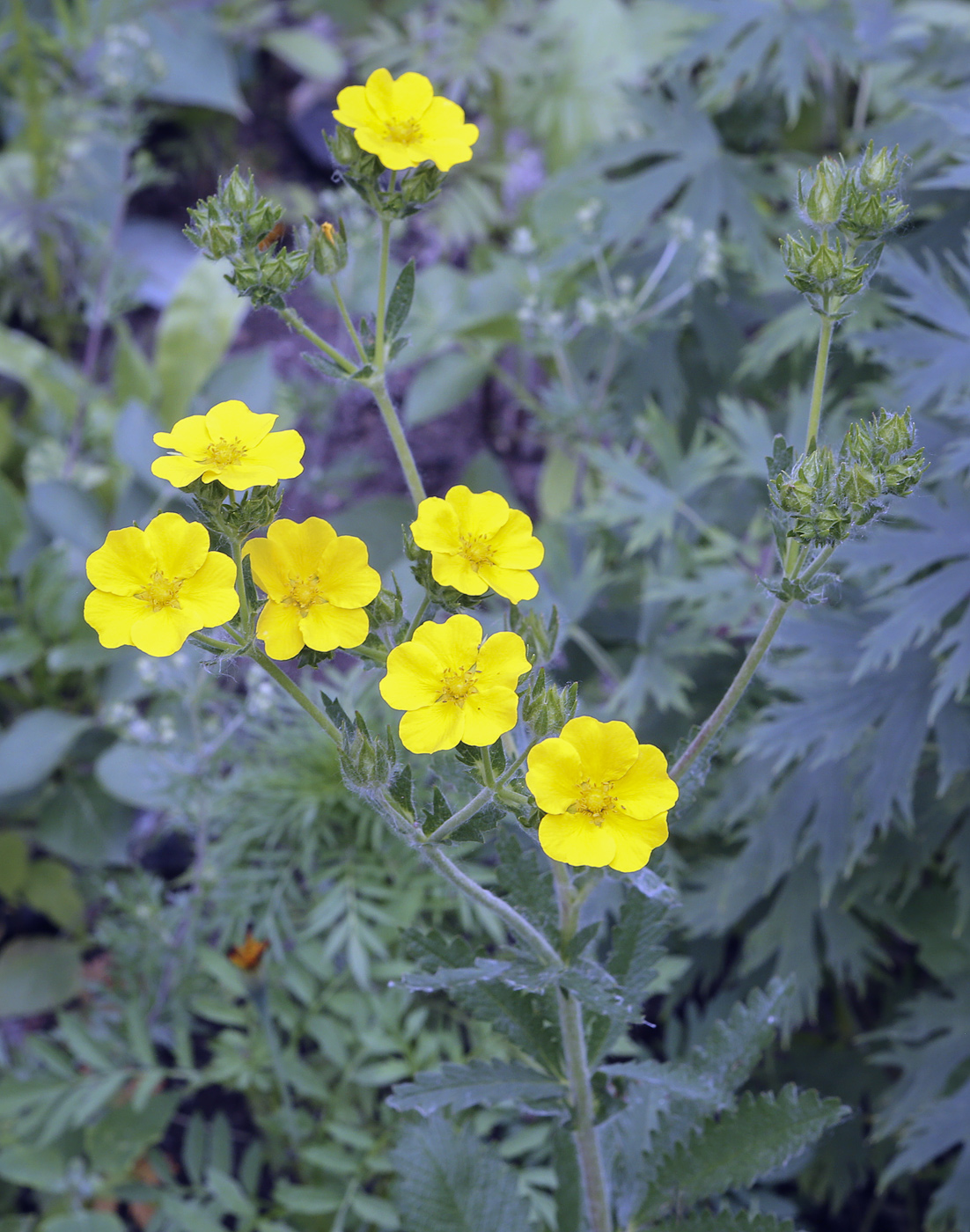 Image of Potentilla recta specimen.