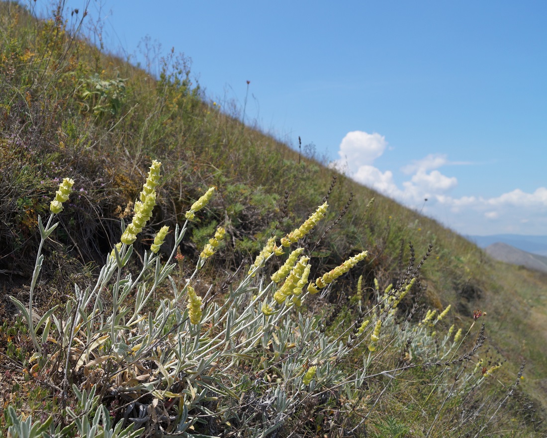 Image of Sideritis catillaris specimen.