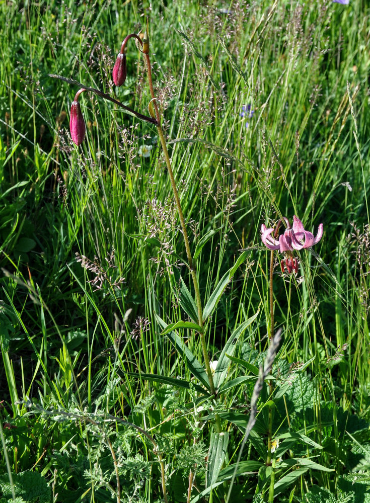 Image of Lilium pilosiusculum specimen.