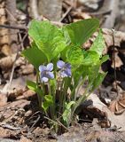 Viola mirabilis. Цветущее растение. Ульяновская обл., Мелекесский р-н, окр. пос. Торфболото, пойма р. Бол. Черемшан, опушка липового леса с примесью осины. 02.05.2022.